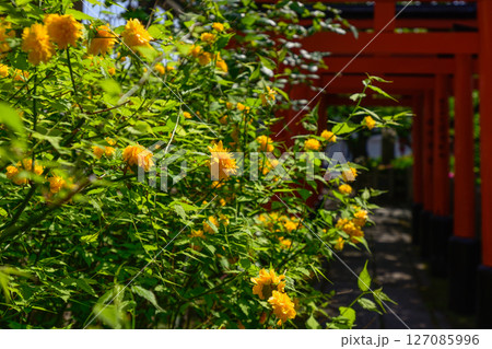 六孫王神社摂社 睦称稲荷神社と山吹 六孫王神社摂社 睦称稲荷神社と山吹 127085996