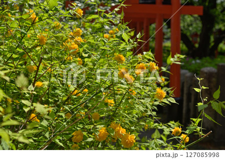 六孫王神社摂社　睦称稲荷神社と山吹 127085998