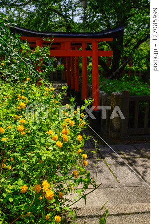 六孫王神社摂社　睦称稲荷神社と山吹 127085999