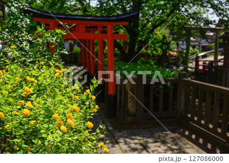 六孫王神社摂社 睦称稲荷神社と山吹 六孫王神社摂社 睦称稲荷神社と山吹 127086000