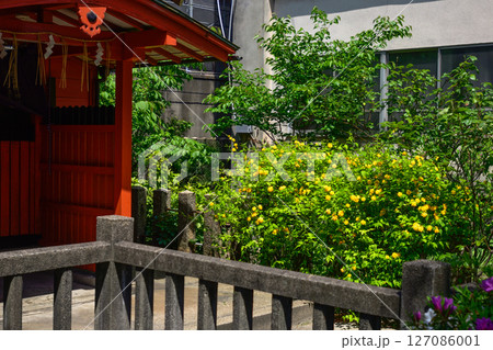 六孫王神社摂社 睦称稲荷神社と山吹 六孫王神社摂社 睦称稲荷神社と山吹 127086001