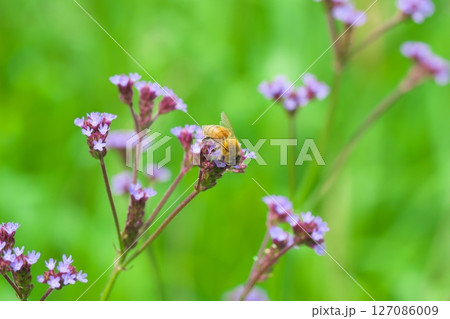 アレチハナガサの花の蜜を吸うミツバチ 127086009