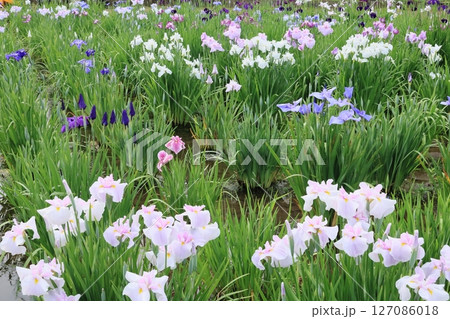 満開の菖蒲田 127086018