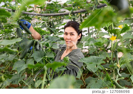 Female farmer picking to crate harvested cucumbers in hothouse 127086098