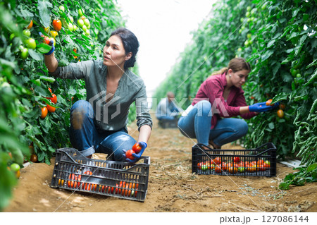 Female farm worker gathering crop of organic tomatoes cultivar 127086144