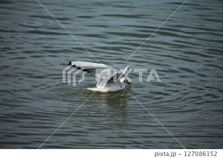 荒尾市 港 野鳥、 荒尾市 港 野鳥、 127086152