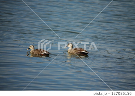 荒尾市 港 野鳥、 荒尾市 港 野鳥、 127086156