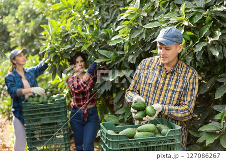 Positive farmers picking avocados in fruit farm 127086267