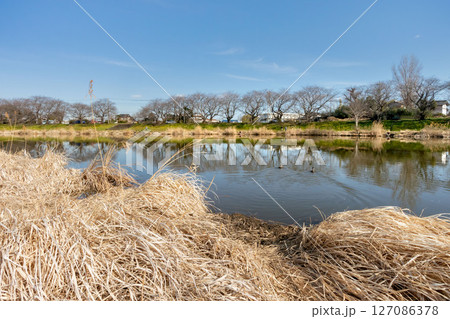 埼玉県富士見市、びん沼自然公園のびん沼 127086378