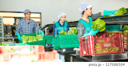 Women and man sorting lettuce in vegetable factory 127086504