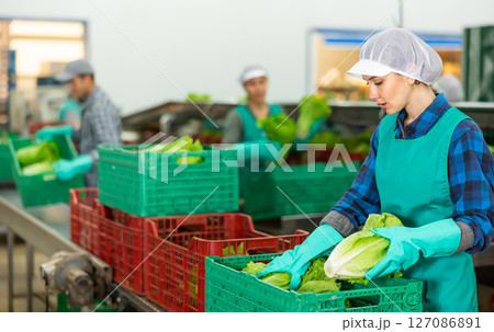 Female employee in uniform inspecting quality of lettuce in box at sorting factory 127086891