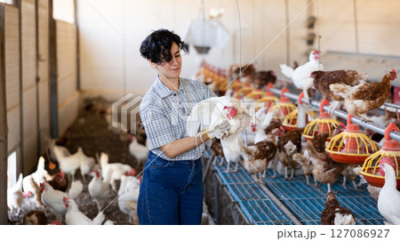 Female farmer holding chicken in poultry farm Female farmer holding chicken in poultry farm 127086927