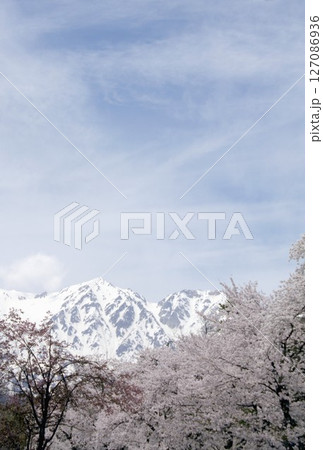 満開の桜が咲き誇る信州の北アルプス山麓に訪れた遅い春 127086936