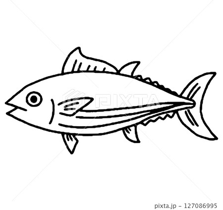 カツオの手描きイラスト カツオの手描きイラスト 127086995