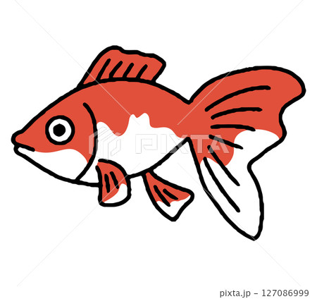 金魚の手描きイラスト 127086999
