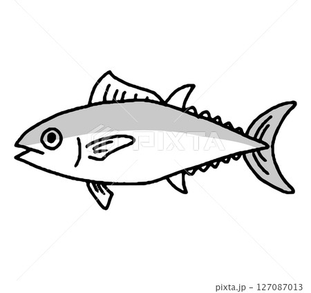 マグロの手描きイラスト 127087013