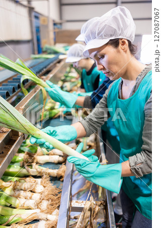 Woman sorting leeks and checking quality on conveyor belt at vegetable factory Woman sorting leeks and checking quality on conveyor belt at vegetable factory 127087067