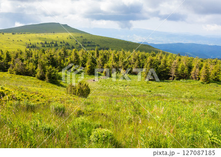 mountain landscape with forest in summer. nature with grass on the hill and cloudy sky. scenic view of outdoor background. beautiful scenery for travel 127087185