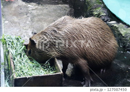 おっとり顔のカピバラさん 127087450