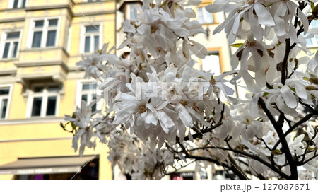 White blossoms blooming on tree branches against a backdrop of urban architecture concept 127087671