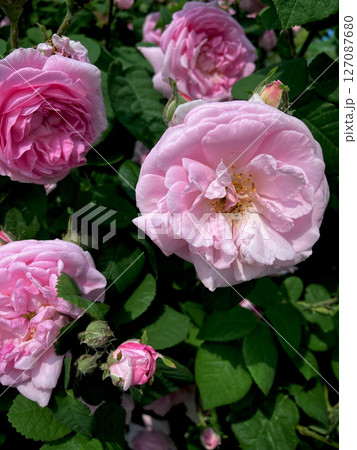 pink roses in garden 127087680