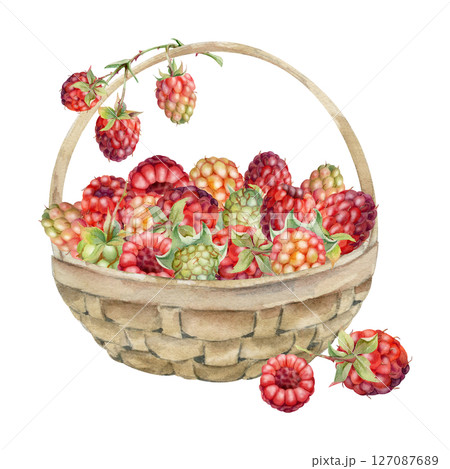 Raspberry in weaved basket on stalks with leaves, hand drawn in watercolor, ripe picked garden berry harvest, dewberry cloudberry mulberry. Isolated illustration. Farmers market grocery preserves 127087689
