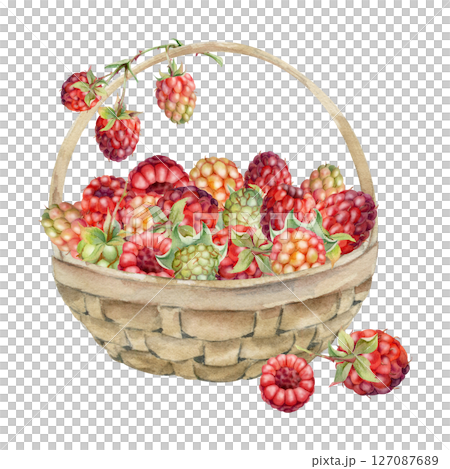 Raspberry in weaved basket on stalks with leaves, hand drawn in watercolor, ripe picked garden berry harvest, dewberry cloudberry mulberry. Isolated illustration. Farmers market grocery preserves 127087689