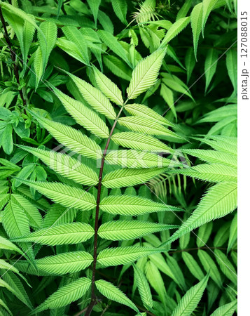 close up of green leaves 127088015