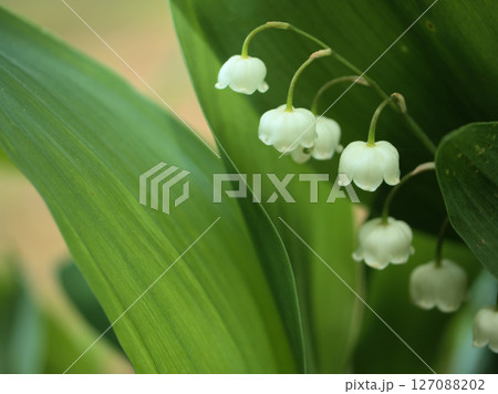 5月に咲いた白くて可憐なドイツスズランの花 5月に咲いた白くて可憐なドイツスズランの花 127088202