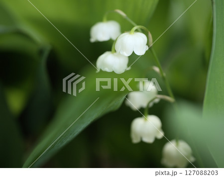 5月に咲いた白くて可憐なドイツスズランの花 5月に咲いた白くて可憐なドイツスズランの花 127088203