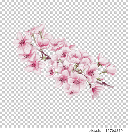 Branch with cherry blossoms. Small pink flowers. Spring blossom. Sakura blossoms. Watercolor illustration without background. Hand drawing. Cherry blossom festival. High quality illustration 127088304
