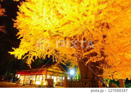 熊野大社　大銀杏　紅葉　黄葉　ライトアップ　南陽市 127088387