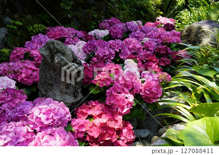 花のある風景 花のある風景 127088411