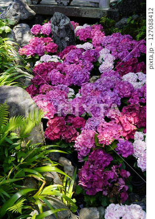 花のある風景 花のある風景 127088412