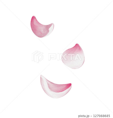 Set of petals. Pink flowers of cherry, sakura or rose. Universal floral decor. Watercolor illustration isolated from background. Hand drawing. High quality illustration 127088685