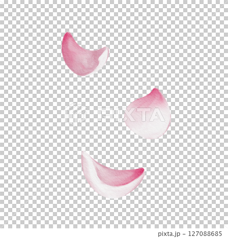 Set of petals. Pink flowers of cherry, sakura or rose. Universal floral decor. Watercolor illustration isolated from background. Hand drawing. High quality illustration 127088685