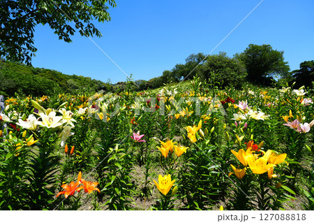 可睡ゆりの園　袋井市 127088818