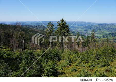 Foliage of Silesian Beskids near Szczyrk town in Poland Foliage of Silesian Beskids near Szczyrk town in Poland 127088960