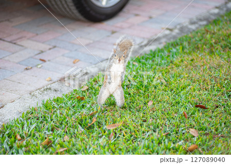 直立するトウブハイイロリス 127089040