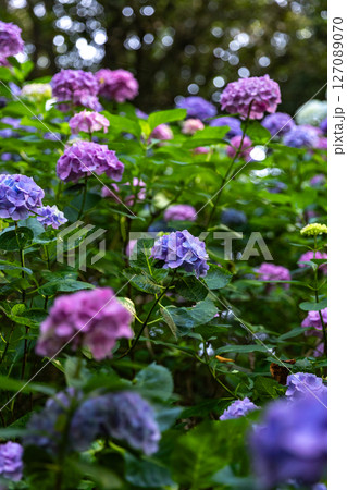 梅雨の晴れ間に咲く紫陽花群衆 127089070