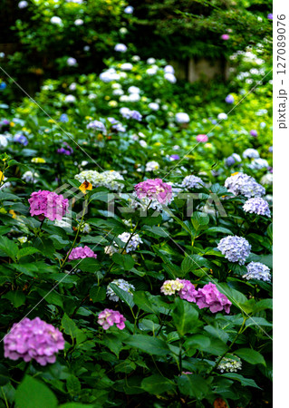梅雨の晴れ間に咲く紫陽花群衆 127089076