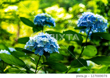 梅雨の晴れ間に咲く紫陽花 127089078