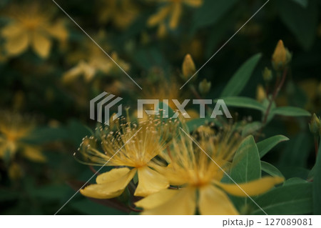 草むらに咲く黄色いオトギリソウの花のクローズアップ 127089081