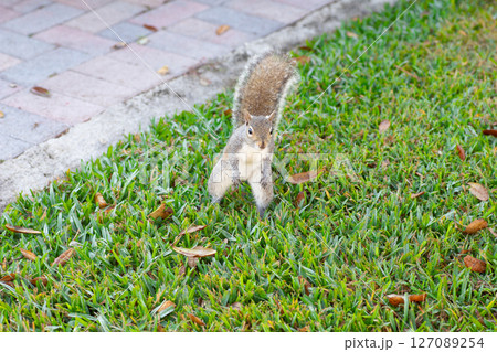 直立するトウブハイイロリス 直立するトウブハイイロリス 127089254