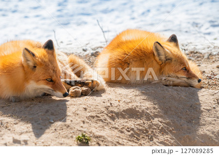 北海道　北見　北きつね牧場 127089285