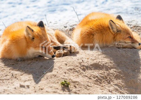 北海道　北見　北きつね牧場 127089286