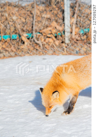 北海道　北見　北きつね牧場 127089297