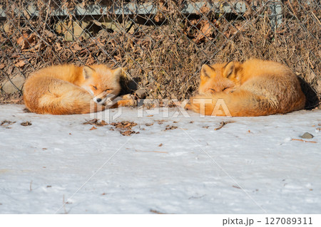 北海道　北見　北きつね牧場 127089311