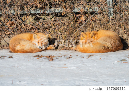 北海道　北見　北きつね牧場 127089312
