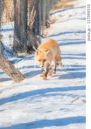 北海道 北見 北きつね牧場 北海道 北見 北きつね牧場 127089328